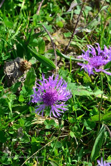 2020 09 10 Körbersee,_DSE_7731_b_488px